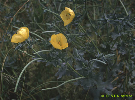Glaucium flavum