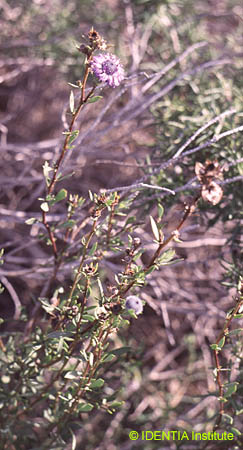 Globularia alypum(2)