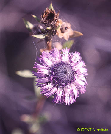 Globularia alypum