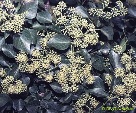 Hedera helix(2)