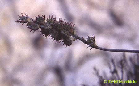 Hedysarum spinossisimum