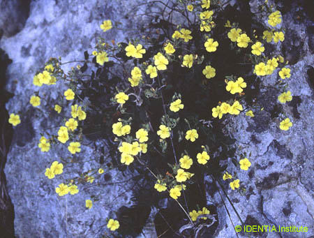 Helianthemum cinereum rotundifolium(2)