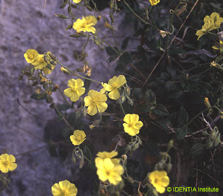 Helianthemum cinereum rotundifolium