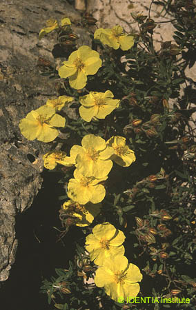Helianthemum croceum (2)