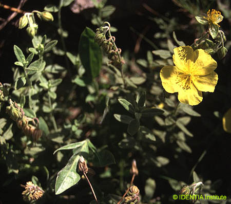 Helianthemum croceum (3)