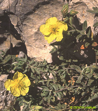 Helianthemum croceum