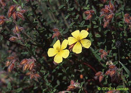 Helianthemum hirtum(2)