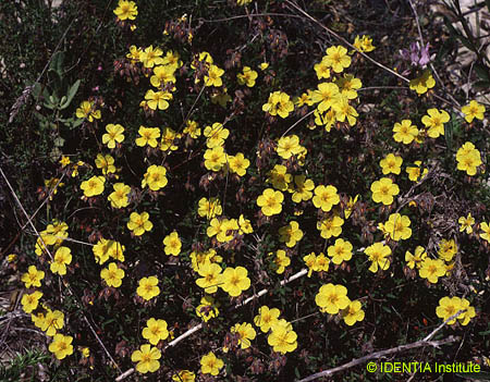 Helianthemum hirtum