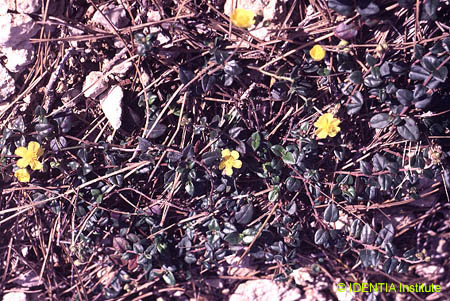 Helianthemum marifolium