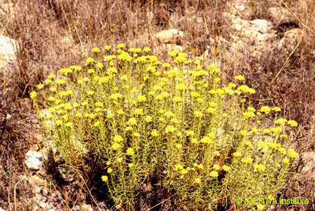 Helichrysum serotinum
