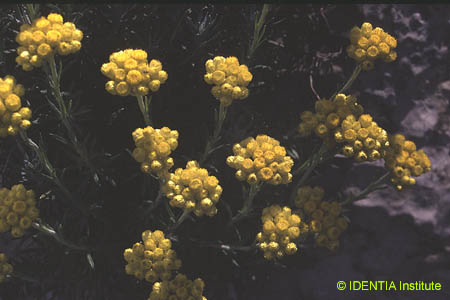 Helichrysum stoechas(2)