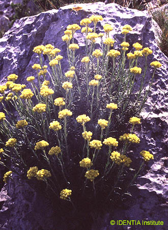 Helichrysum stoechas(3)