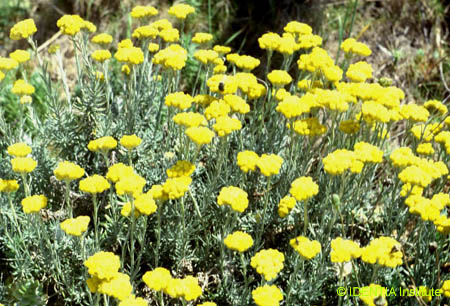 Helichrysum stoechas