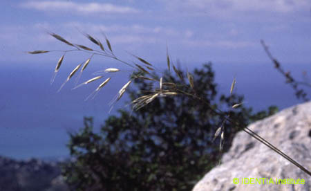 Helictotrichom filifolium