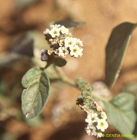 Heliotropium europaeum(2)