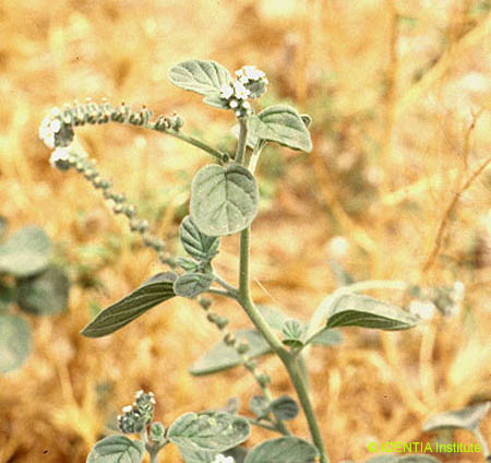 Heliotropium europaeum