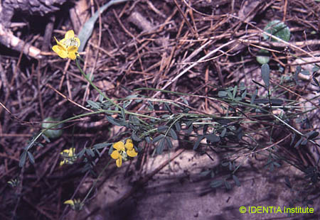 Hippocrepis scorpioides