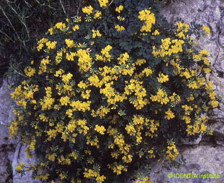 Hippocrepis valentina