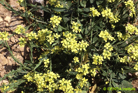 Hirschfeldia incana (2)