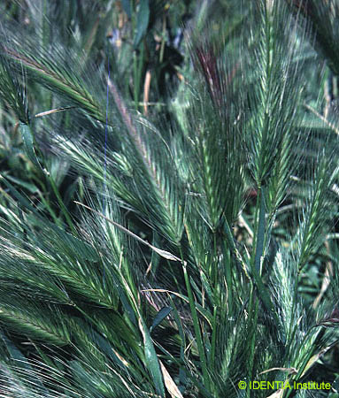 Hordeum murinum leporinum