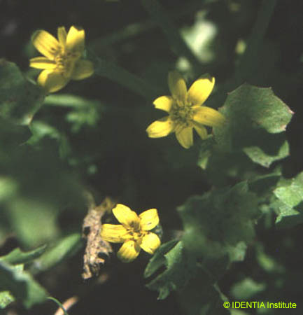 Hyoseris scabra