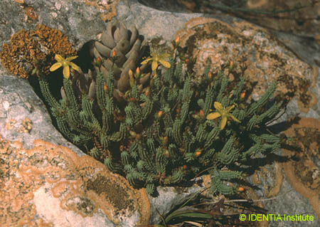 Hypericum ericoides(2)