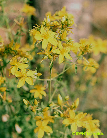 Hypericum perforatum