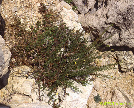 Inula crithmoides(3)