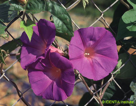 Ipomoea sagittata