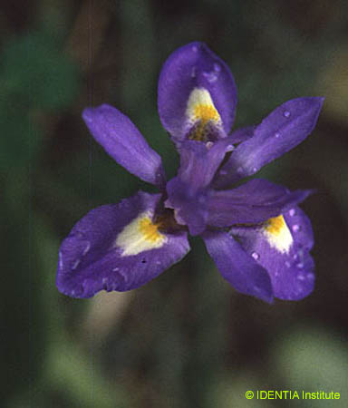 Iris sisyrinchium(2)