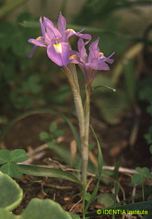 Iris sisyrinchium