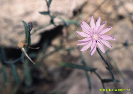 Lactuca tenerrima(2)
