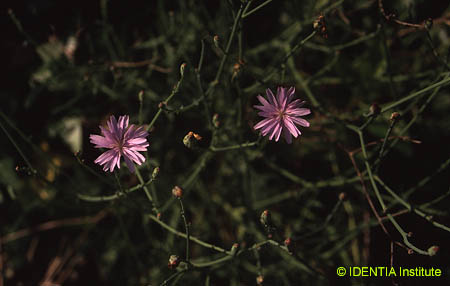 Lactuca tenerrima