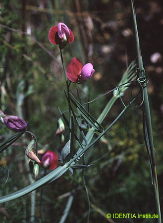 Lathyrus clymenum(2)