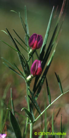 Lathyrus clymenum