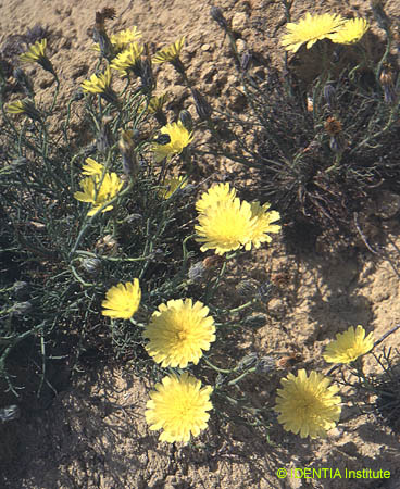 Launaea pumila