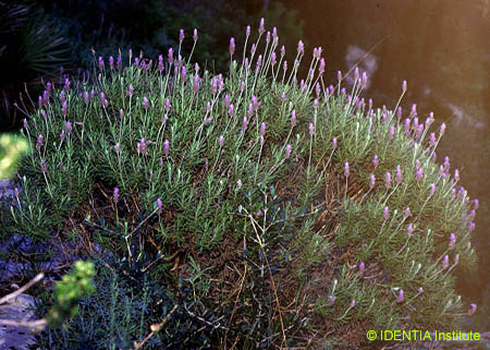Lavandula dentata
