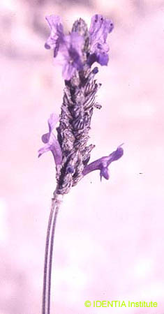 Lavandula multifida(2)