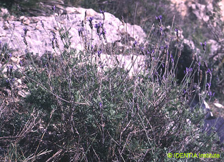 Lavandula multifida