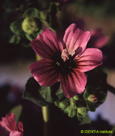 Lavatera arborea(2)