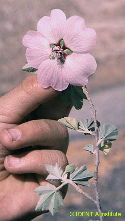 Lavatera maritima(2)