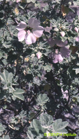 Lavatera maritima