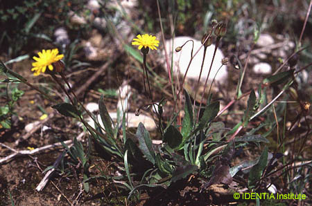 Leontodon longirrostris