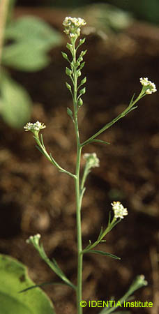 Lepidium graminifolium