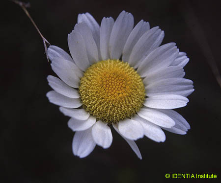 Leucanthemum gracilicaule
