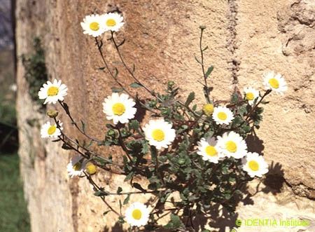 Leucanthemum paludosum(2)