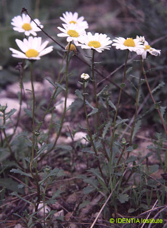 Leucanthemum paludosum