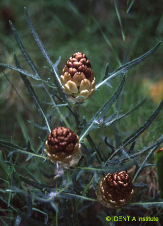 Leuzea conifera