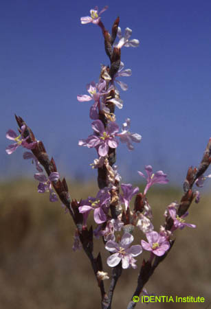 Limoniastrum monopetalum(2)