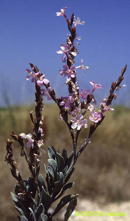 Limoniastrum monopetalum